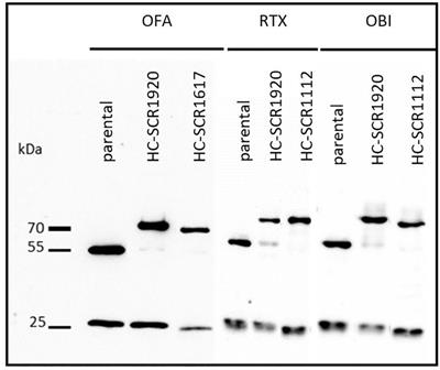 Enhancement of complement-dependent cytotoxicity by linking factor-H derived short consensus repeats 19-20 to CD20 antibodies